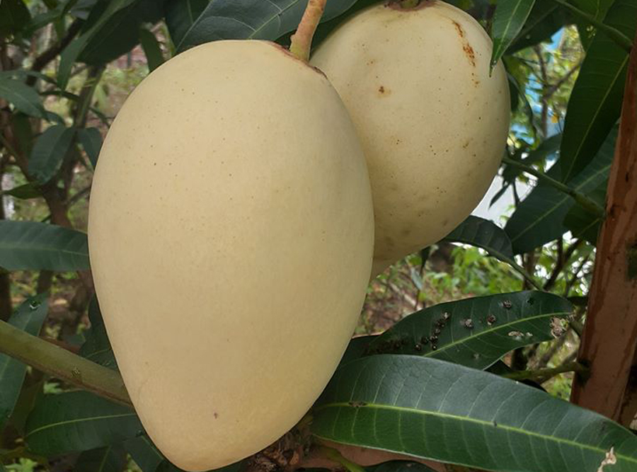 Xoài cát chu rất được ưa chuộng