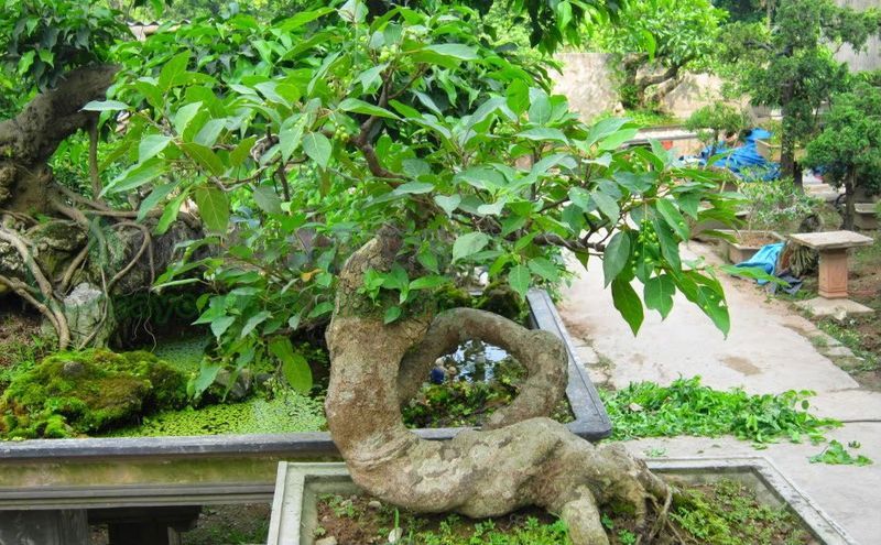 Đặc điểm cây sung cảnh