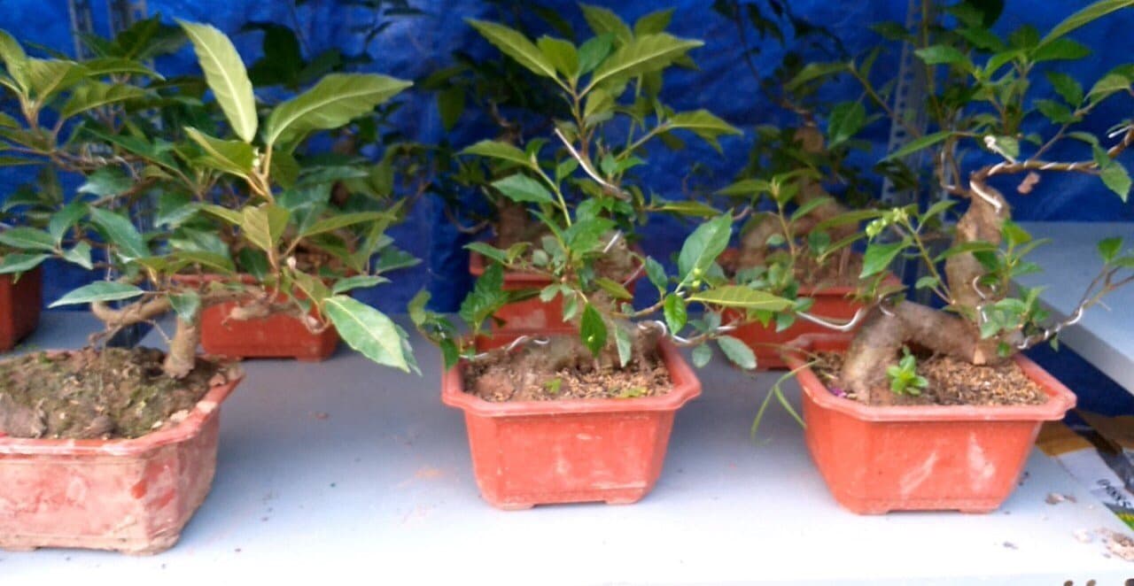 Giá bán cây sung cảnh mới nhất