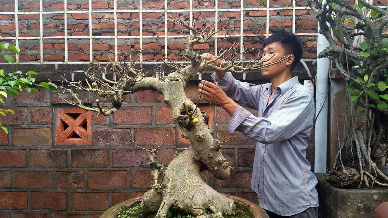 Cách lựa chọn giống sung cảnh