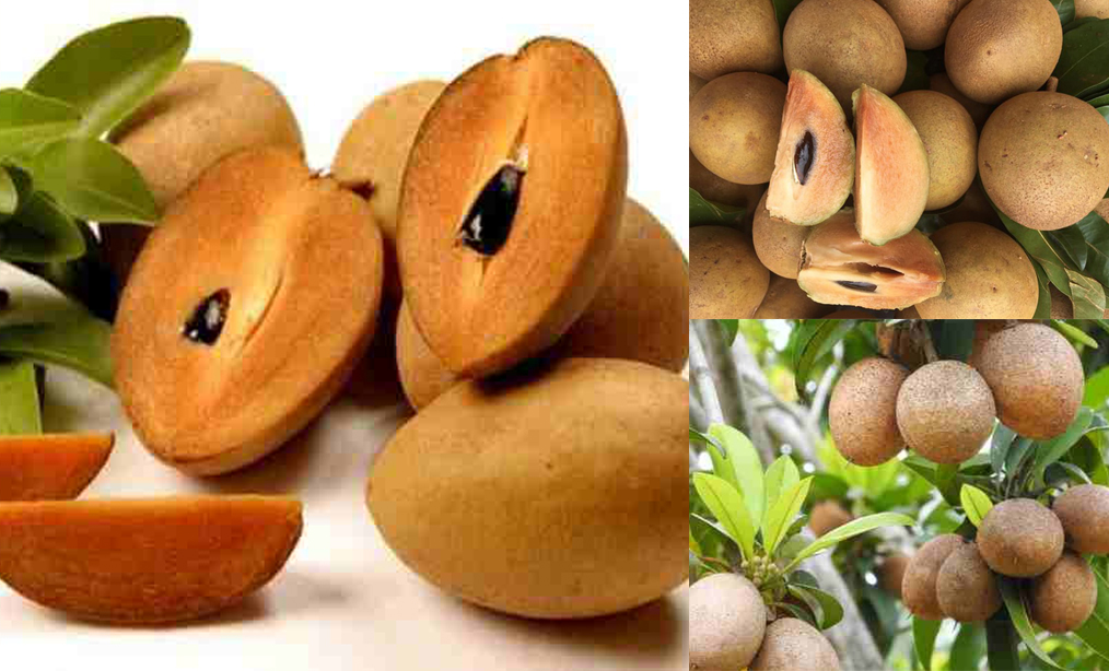 Hồng xiêm bản địa quả nhỏ, ngọt