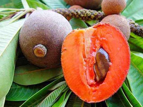 Hồng xiêm ruột đỏ Thái Lan bắt mắt