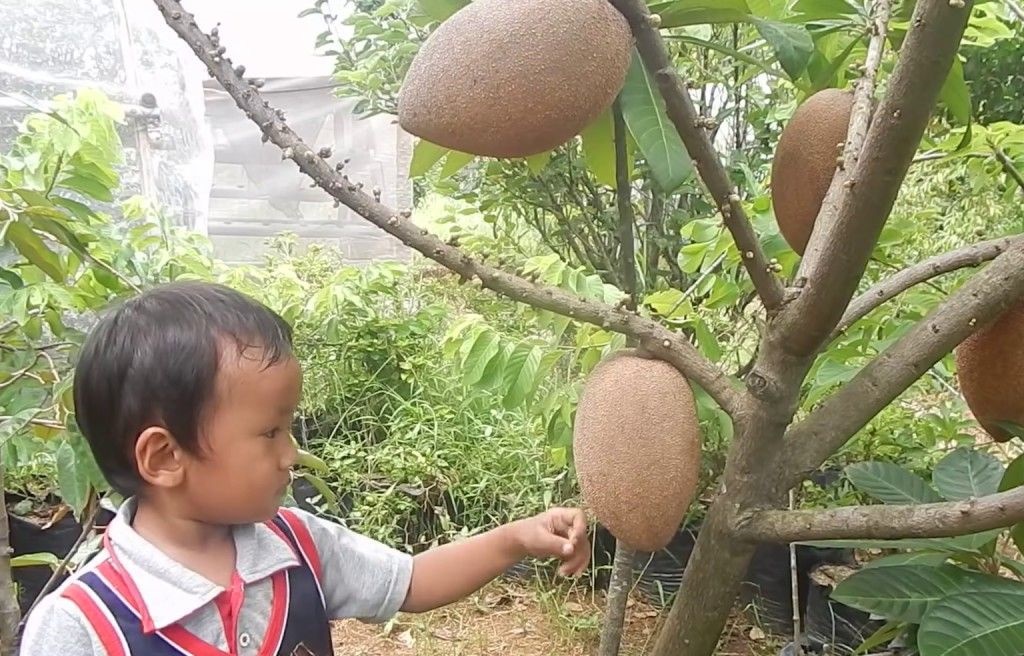 Lợi ích của giống hồng xiêm đỏ Thái Lan