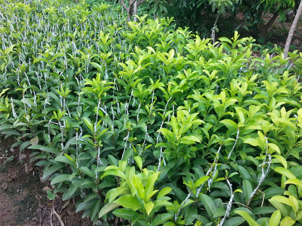 Giá bán cây giống hồng xiêm ruột đỏ Thái Lan mới nhất