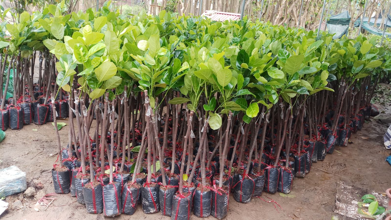 Hướng dẫn cách chọn giống mít siêu sớm chuẩn nhất