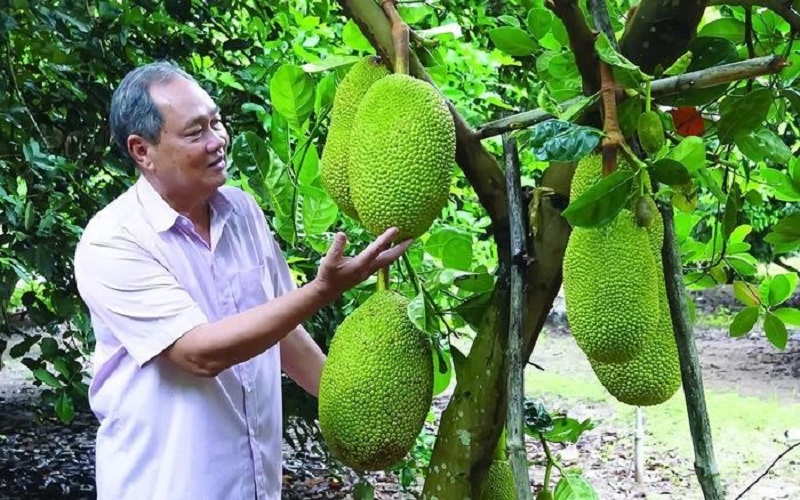 Tìm hiểu chung về giống mít thái