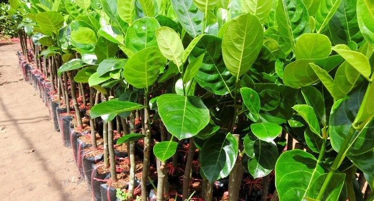 Kinh nghiệm chọn giống mít thái đạt tiêu chuẩn