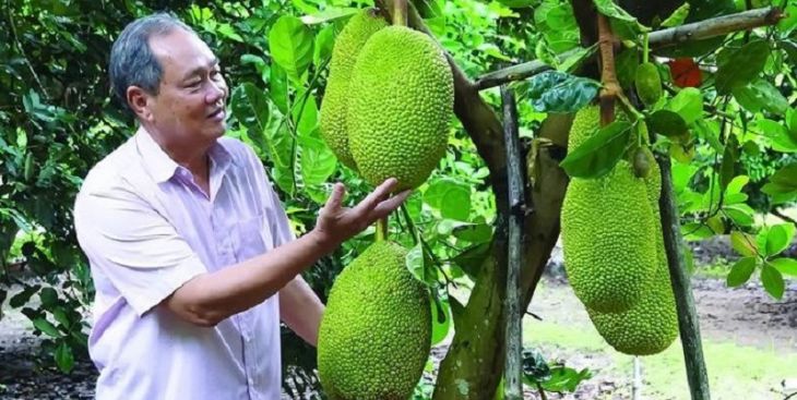 Giá cây giống mít thái hiện nay tiếp tục tăng cao