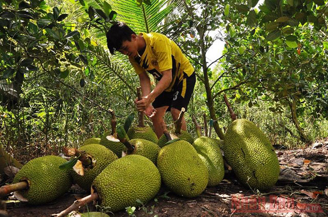 Giá cây giống mít Thái Lan chịu ảnh hưởng bởi yếu tố nào?