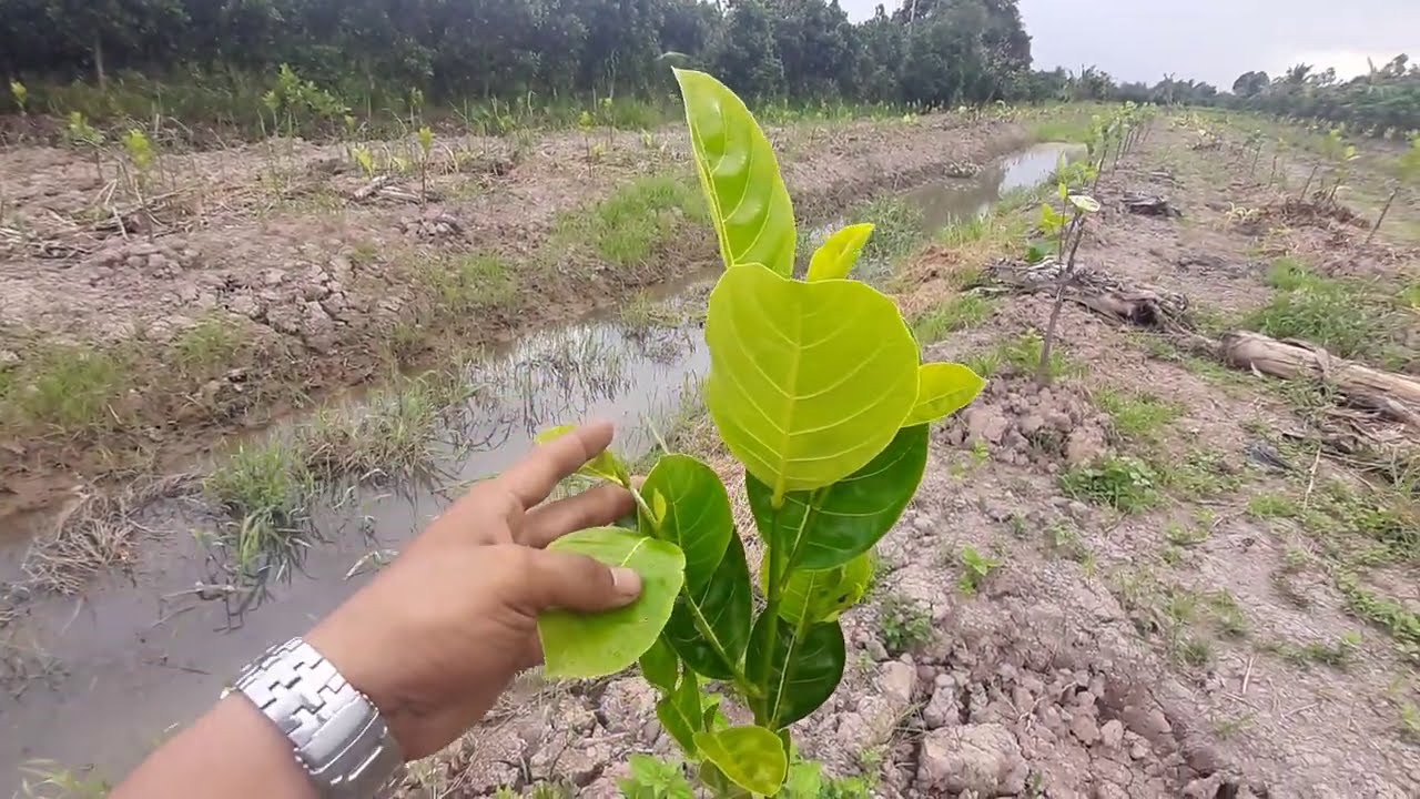 Kỹ thuật trồng mít thái có tỷ lệ sống cao