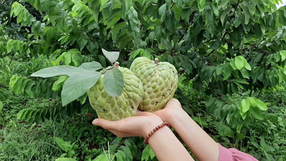 Kinh nghiệm chọn na Thái ngon