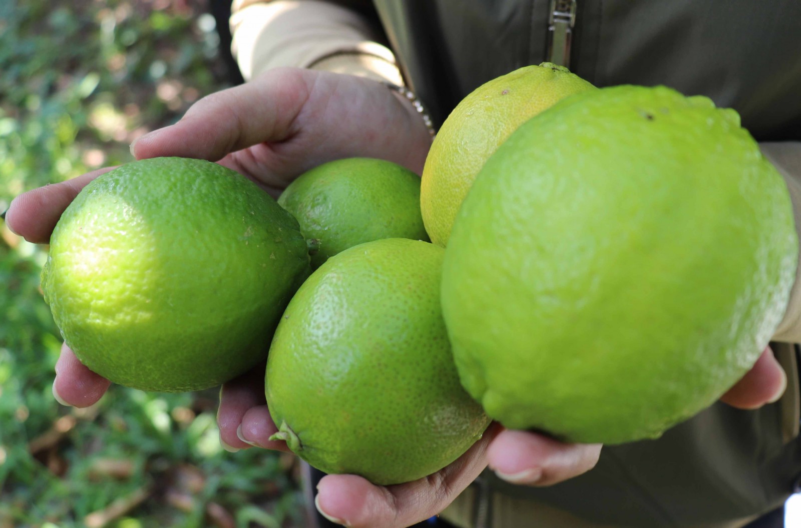 Giá chanh không hạt tại vườn bao nhiêu 1kg?