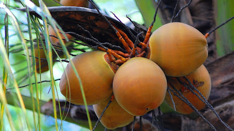 Dừa xiêm đỏ có màu sắc bắt mắt