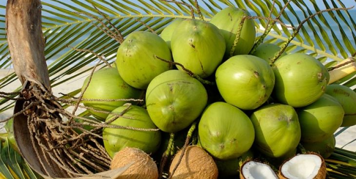 Cập nhật các giống dừa xiêm và giá dừa xiêm mới nhất