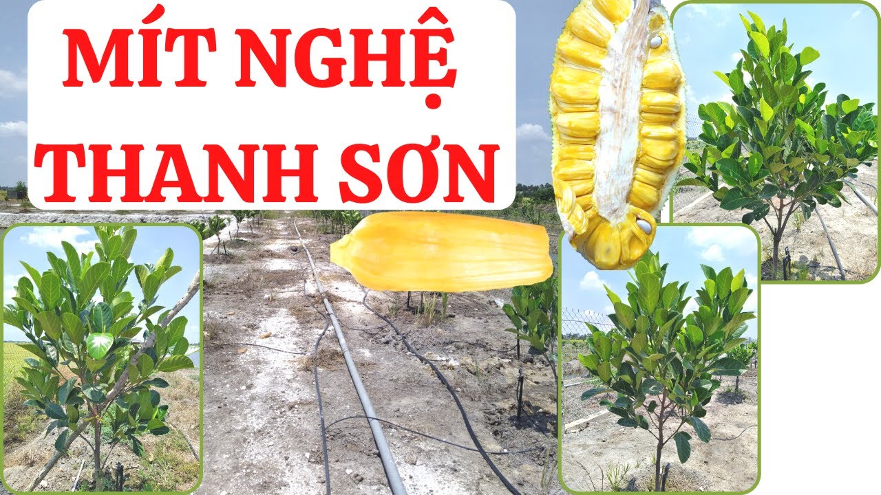 Giá giống mít nghệ Thanh Sơn