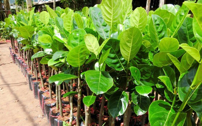 Kinh nghiệm chọn giống mít nghệ Thanh Sơn