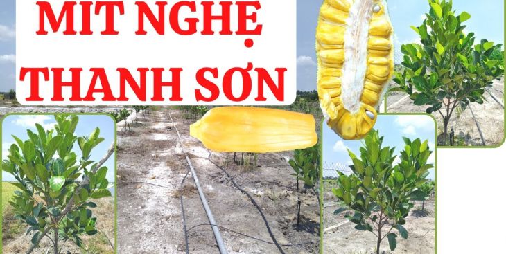 Thông tin mới nhất về giá giống mít nghệ Thanh Sơn