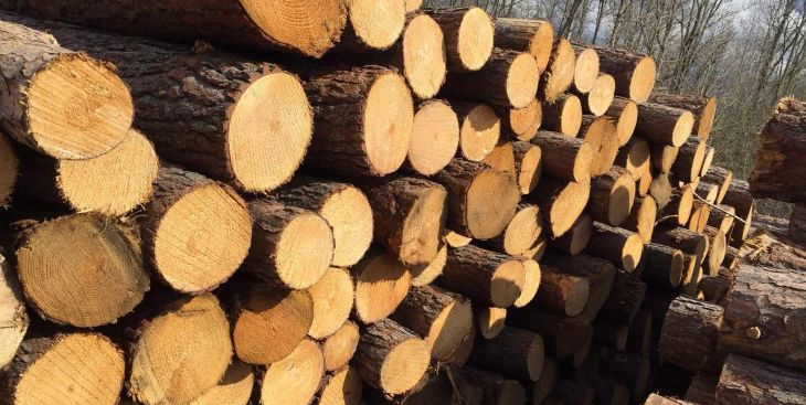 Gỗ dổi là gỗ gì? Cập nhất giá gỗ dổi m3 mới và chính xác nhất