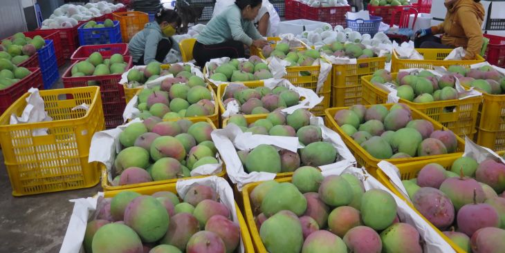 Giá xoài Úc bao nhiêu 1kg? Cách chọn và bảo quản xoài Úc