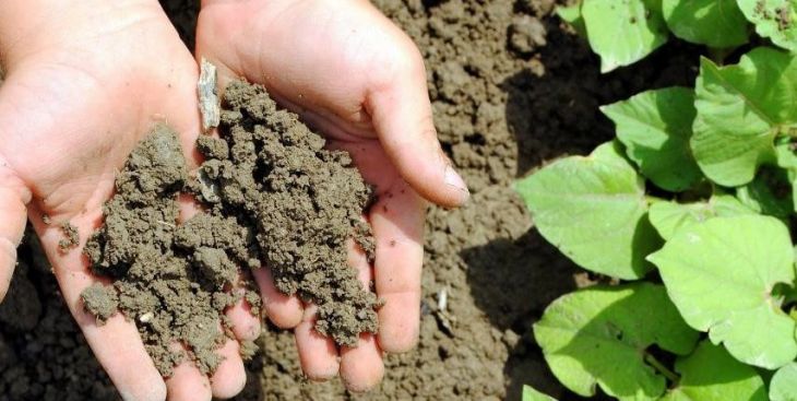 PH đất là gì? Độ pH thích hợp để cây trồng phát triển