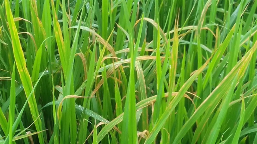  Ảnh hưởng của đất kiềm đối với cây trồng