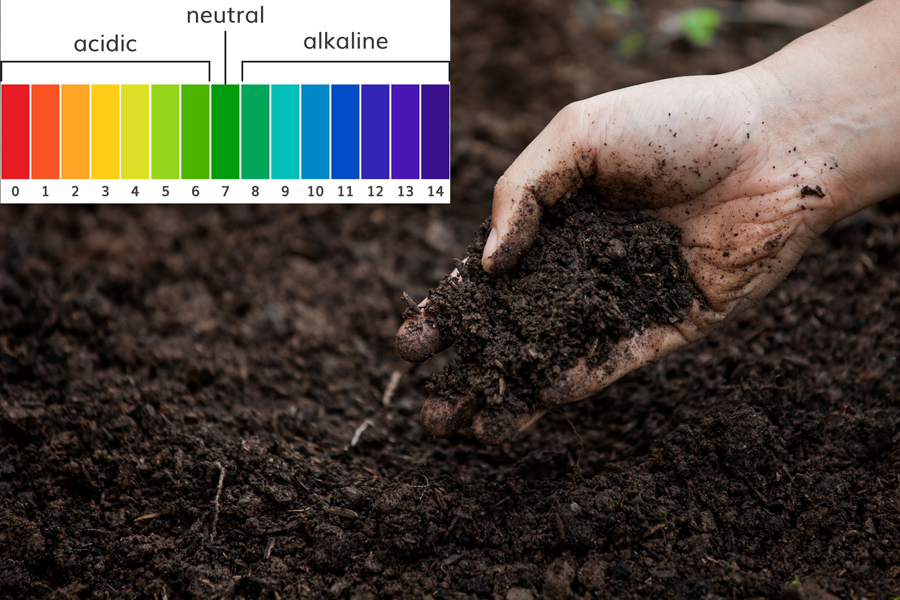 Ý nghĩa của độ pH đối với ngành trồng trọt