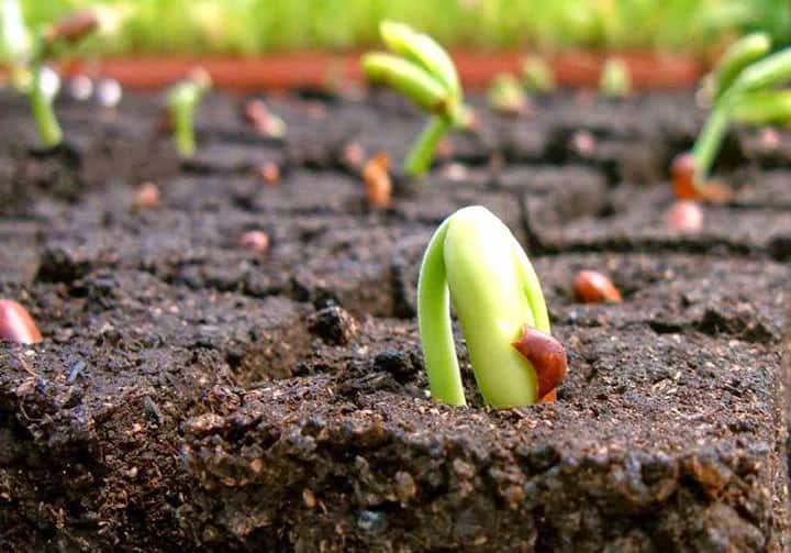 Đất có trị số pH từ bao nhiêu để cây phát triển tốt?