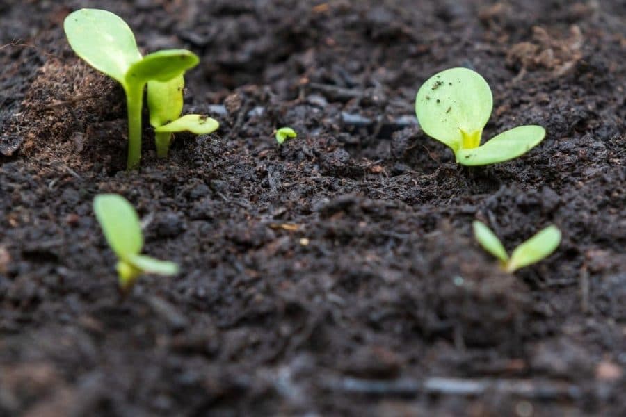 Đất có độ pH 7.5 thích hợp trồng loại cây nào?