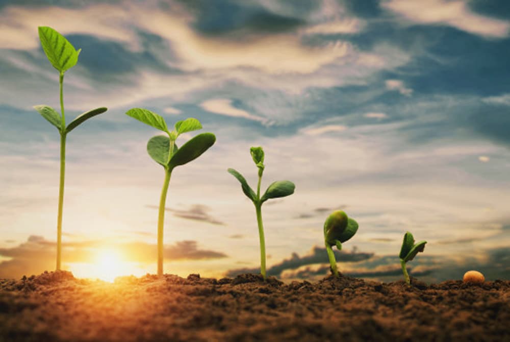 Ảnh hưởng của nhóm đất chua đối với các loại cây trồng 