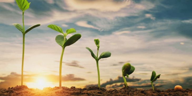 Đất có độ pH = 6 là loại đất gì? - Giải đáp [CHI TIẾT]